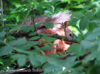 red squirrel (Sciurus vulgaris) Kenneth Noble